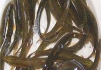 泥鳅养殖一亩产多少斤 附成本利润分析