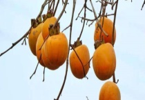 柿子什么时候成熟 不能和什么食物同食