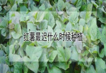 红薯最迟什么时候种植