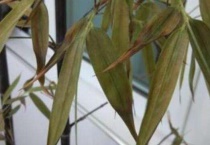 竹子枯黄还有救吗？