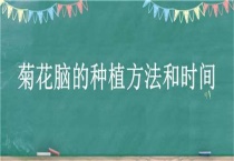 菊花脑的种植方法和时间