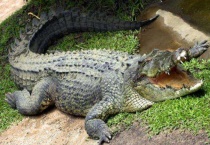 鳄鱼有痛觉吗？