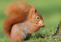 黄山松鼠好养吗？