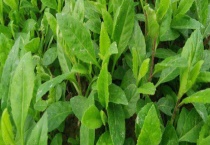 明日草和明月草有什么不同 附明日草栽培技术