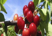 车厘子树苗多少钱一棵？附车厘子树苗的繁殖多久？