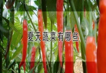 夏天蔬菜有哪些？