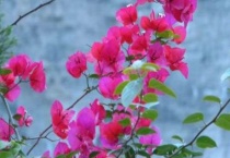 两开花是什么意思啊