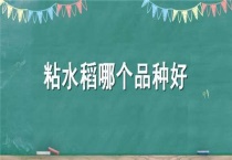 粘水稻哪个品种好