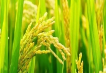 多效唑和磷酸二氢钾可以混用吗 附多效唑的使用多久？