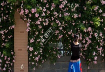 能爬墙的花植物有哪些？