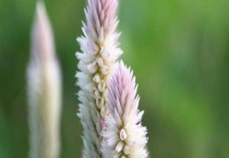 青葙可以做干花吗？