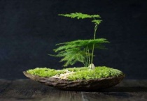 文竹和苔藓怎么共同养