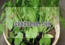 盆栽香菜长的细是什么原因？