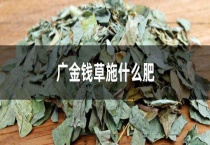 广金钱草施什么肥