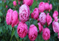 丰花月季品种有哪些？