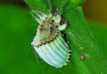 噻虫高氯氟治什么虫