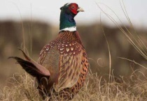 野鸡是几级保护动物