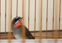 靛颏鸟换毛前兆