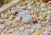 多肉黑法师怎么扦插