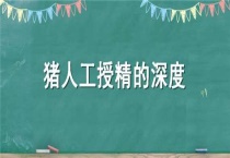 猪人工授精的深度