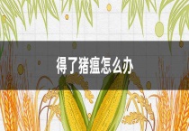 得了猪瘟怎么办？