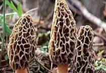 羊肚菌的生长环境 附温湿度要求