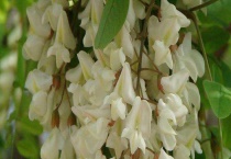 槐花蜜的产地在哪里 附槐花蜜的参考价格