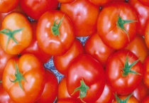 种番茄种子过程