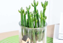 多肉植物下雨天可以放外面吗？