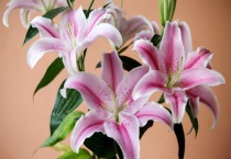 香水百合和百合的区别？