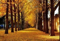 银杏生长在南方还是北方