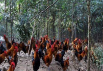 林下养殖模式都有哪些 具体怎样操作