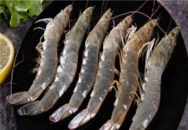 基尾虾生活什么环境