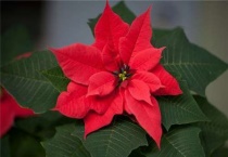 大戟科植物有哪些？