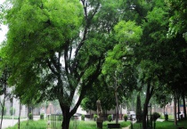 菩提树什么样子 附菩提树主要价值