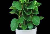 豆瓣绿有毒吗 可以放在卧室吗 有什么作用