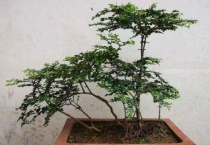 仙人藤是什么？