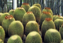 仙人球该如何过冬 仙人球种子怎么种