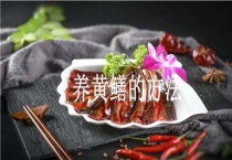 养黄鳝的多久？