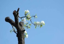 沙老树尖的功效是什么？