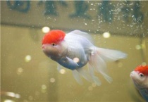 金鱼是怎么繁殖的