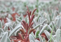 红背椒草徒长怎么办？