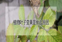 植物叶子变黄是什么原因？