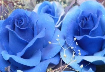 蓝色妖姬能保存多久？