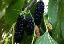 果桑结果需要几年 附其繁殖多久？