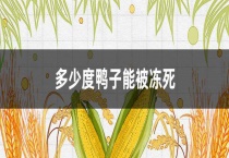 多少度鸭子能被冻死