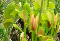 花市捕蝇草可以长到多高 有什么形态特征