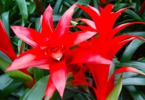 凤梨花和水塔花的区别？有哪些？