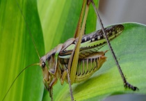 蚂蚱的过冬方式 蚂蚱该怎么养