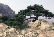 云松叶子变黄是怎么了